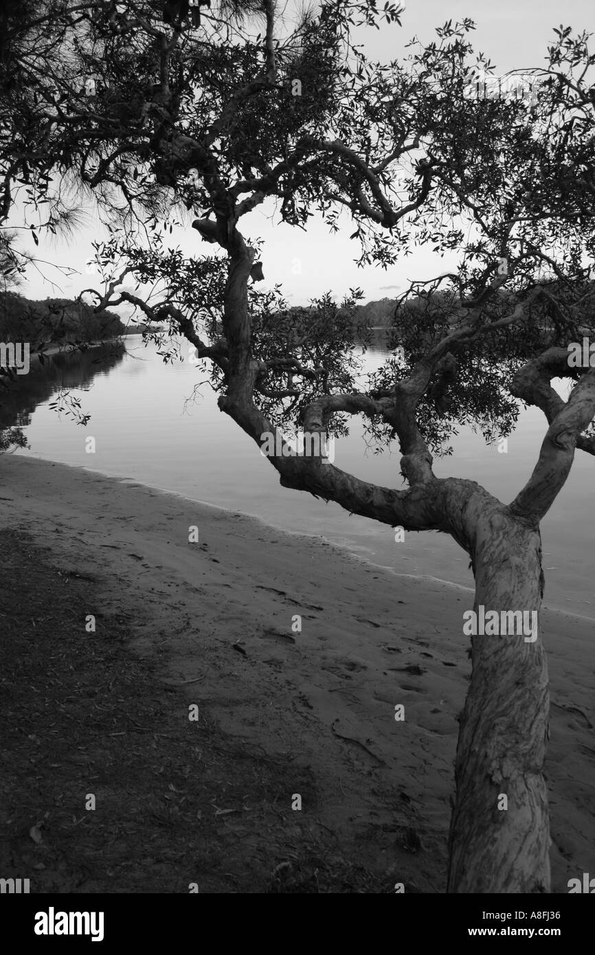 Arbres sur une berge TOURNÉ EN NOIR ET BLANC BAPD1255 Banque D'Images