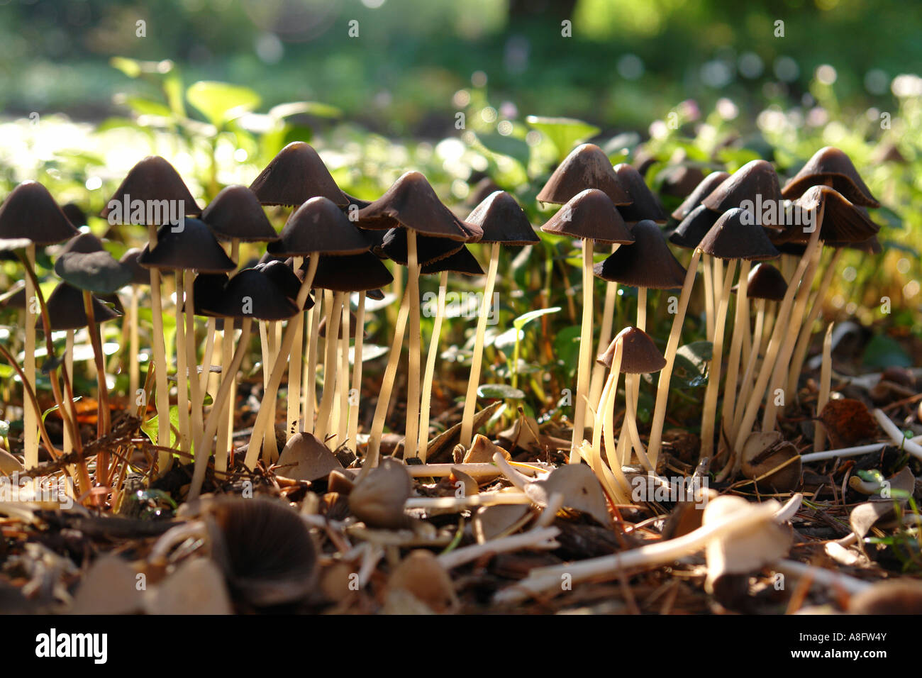Les champignons se développe sur la terre Banque D'Images