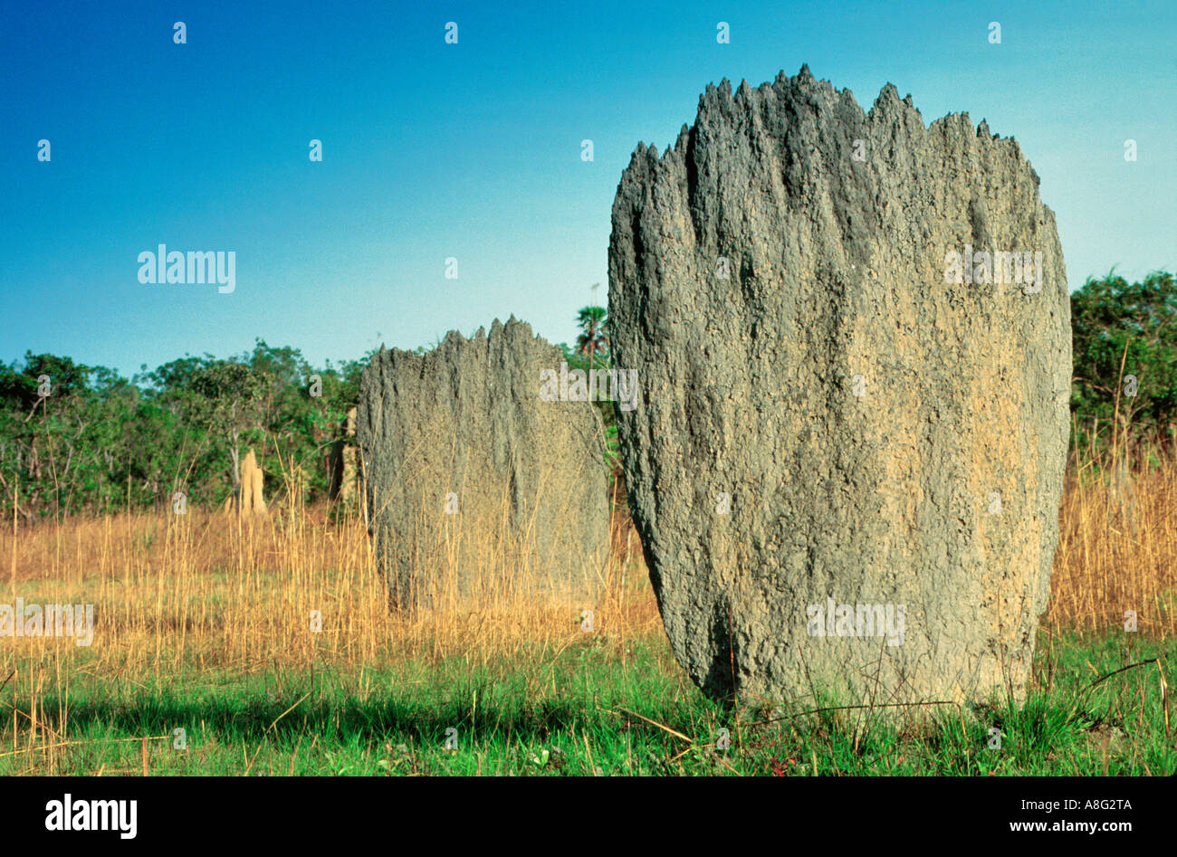 Termitières magnétiques, Litchfield Nationapark, Territoire du Nord, Australie Banque D'Images