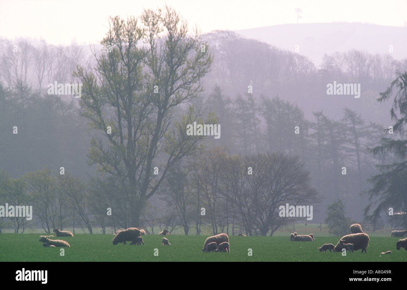 Un jour de printemps brumeux les moutons et agneaux nouveau-né dans le champ d'arbres qui s'étend au loin dans la distance dans la vallée près de Bowhil Achillée Banque D'Images