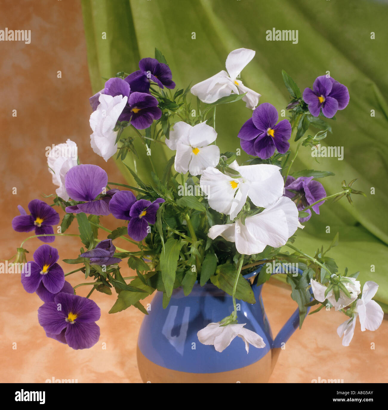 Bouquet de violettes avec pansy Banque D'Images