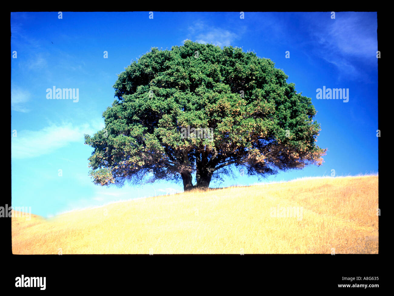 Grand arbre Banque D'Images