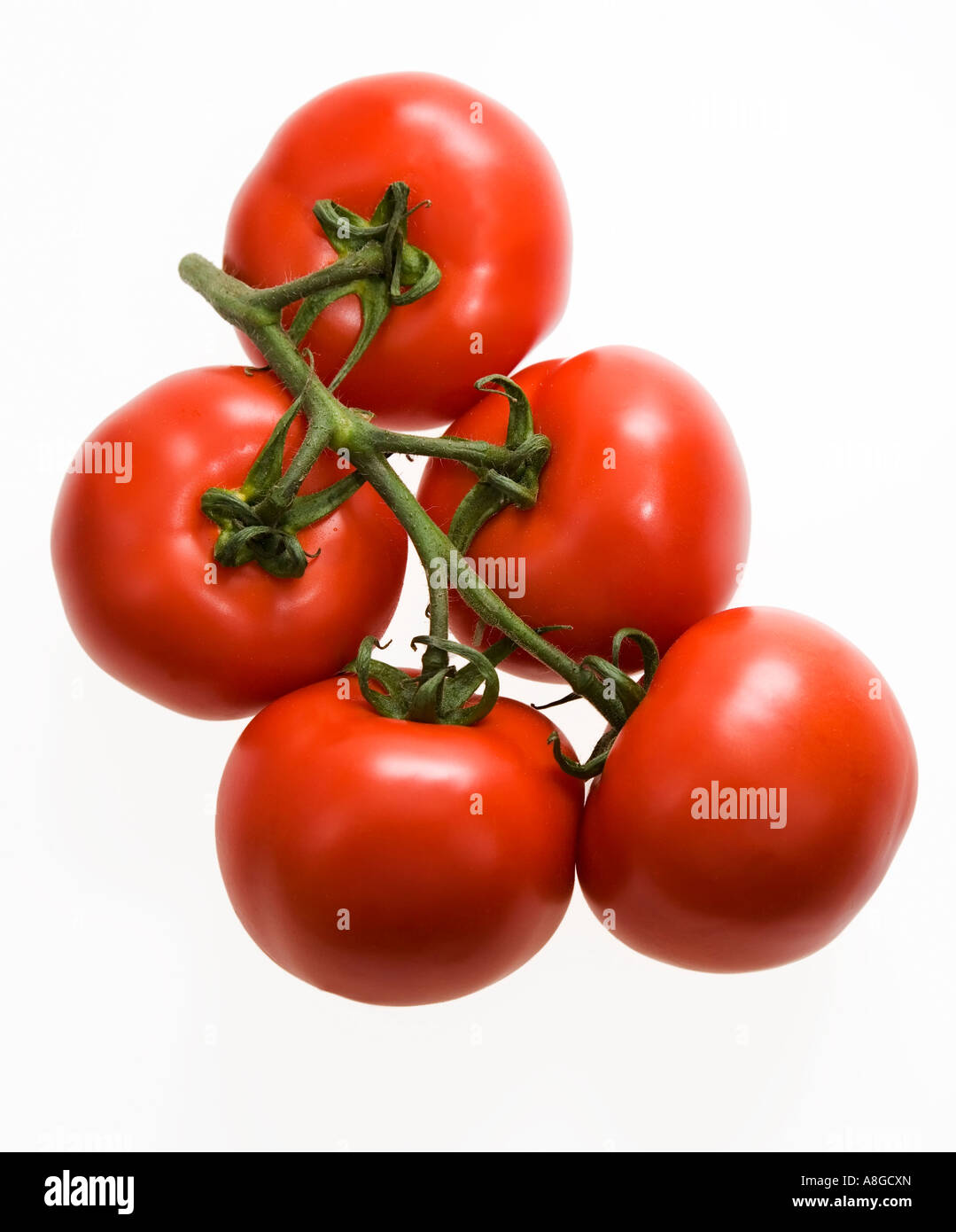 Tomates mûres sur vine against white background Banque D'Images