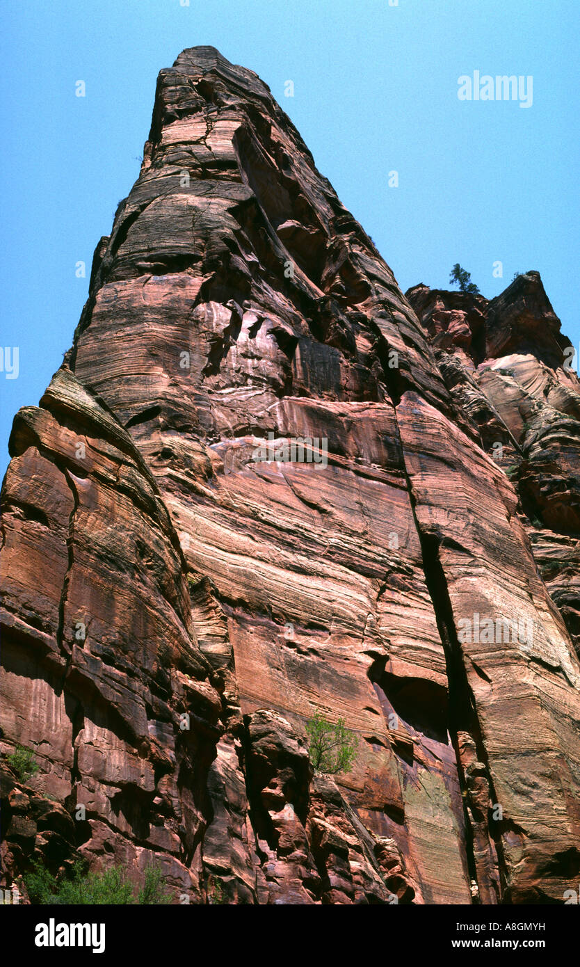 Zion Canyon Zion National Park Utah USA United States of America North America West Cliff rock géologie Banque D'Images