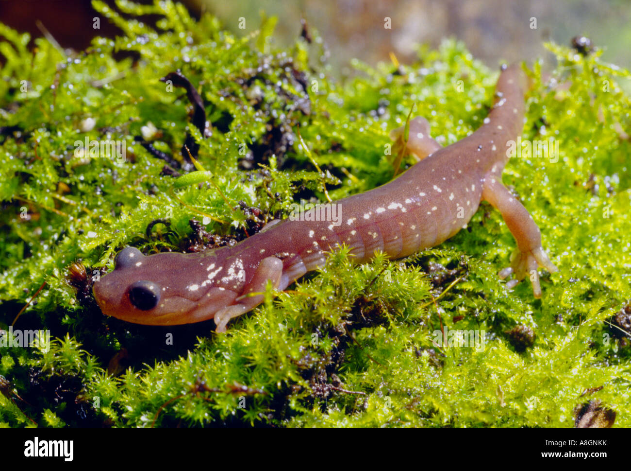 Aneides lugubris, salamandre arboricole, dans un jardin à l'arrière de San Francisco Banque D'Images