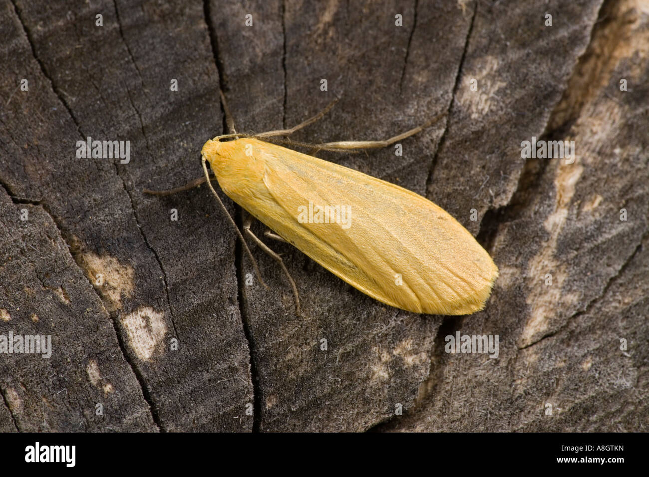 Eilema sororcula Orange valet de pied au repos sur l'ancien potton journal bedfordshire Banque D'Images