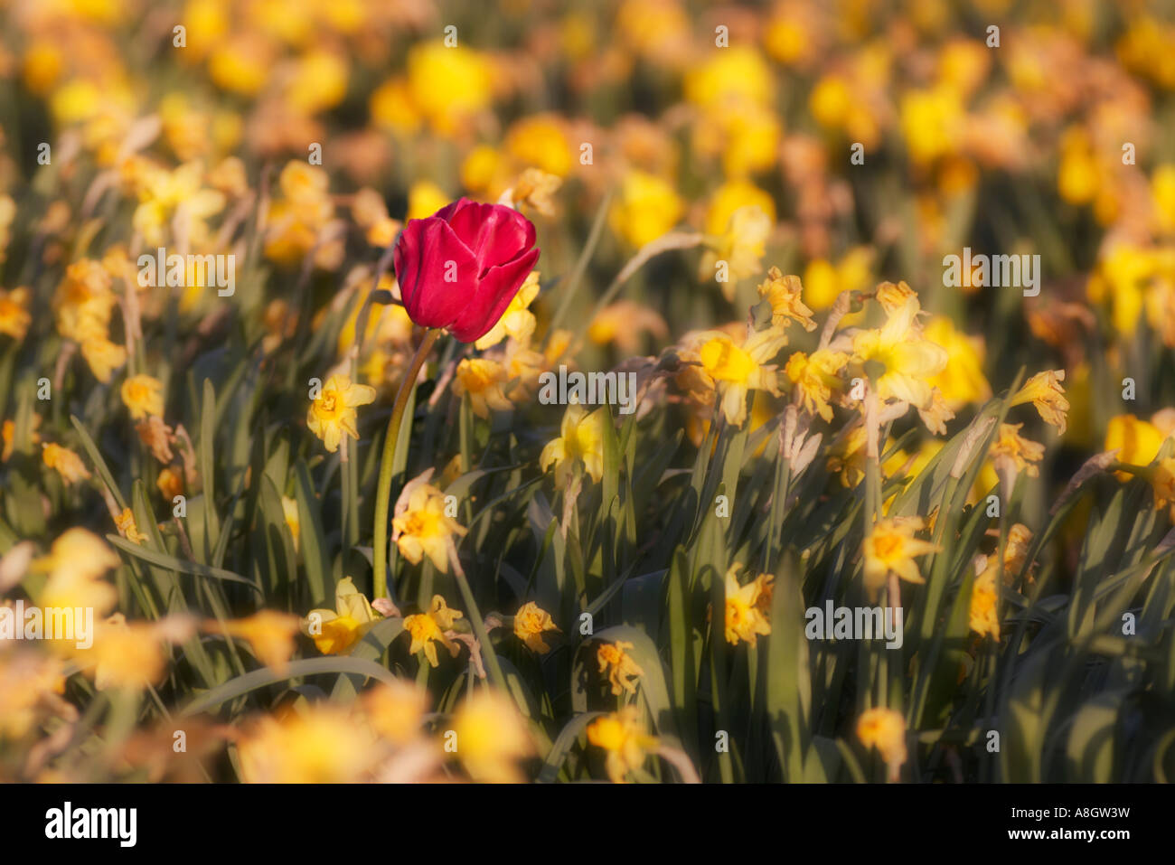 Tulipe rouge unique dans un champ de jonquilles mourir Banque D'Images