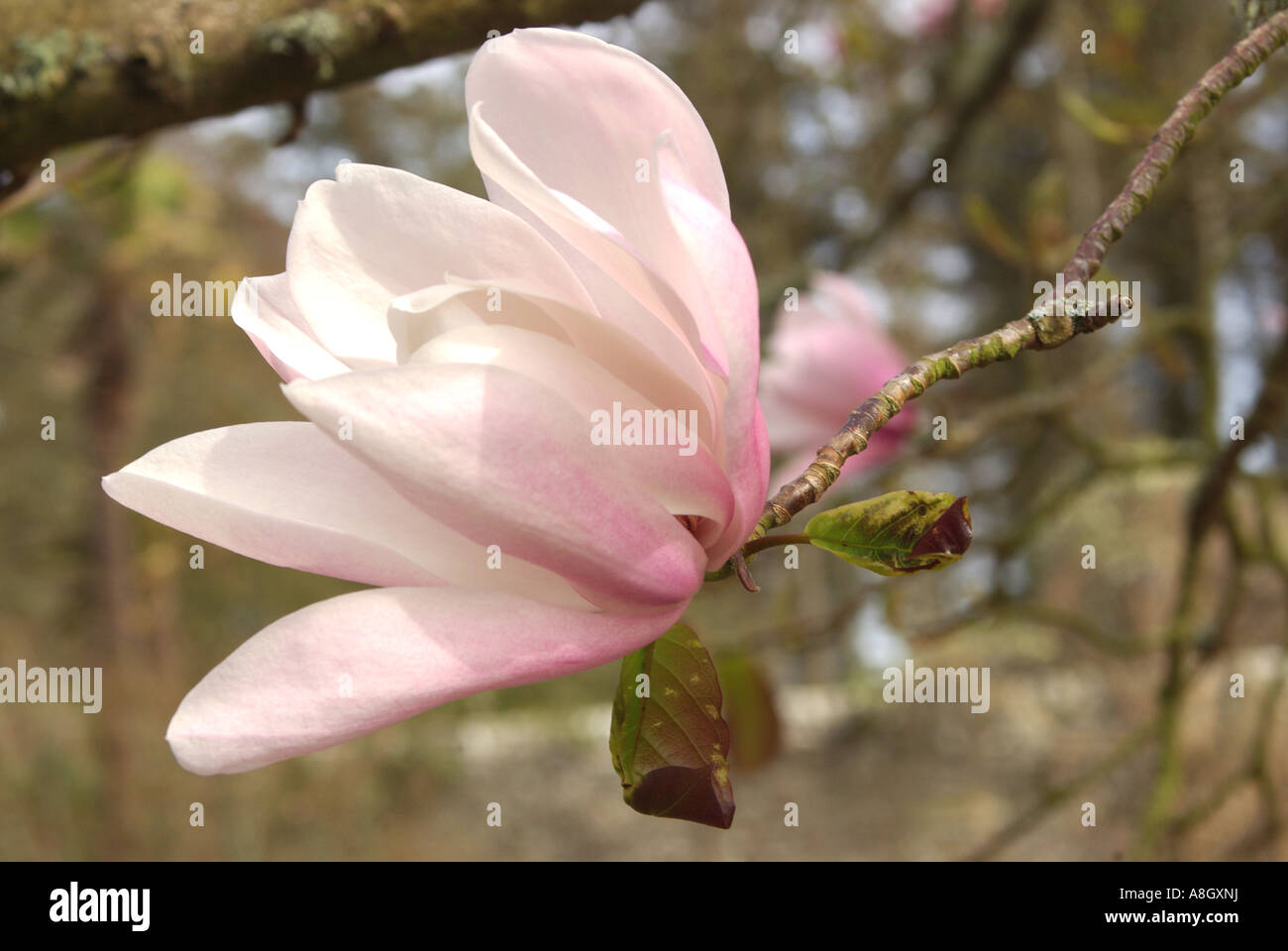 Magnolia sprengeri. Banque D'Images