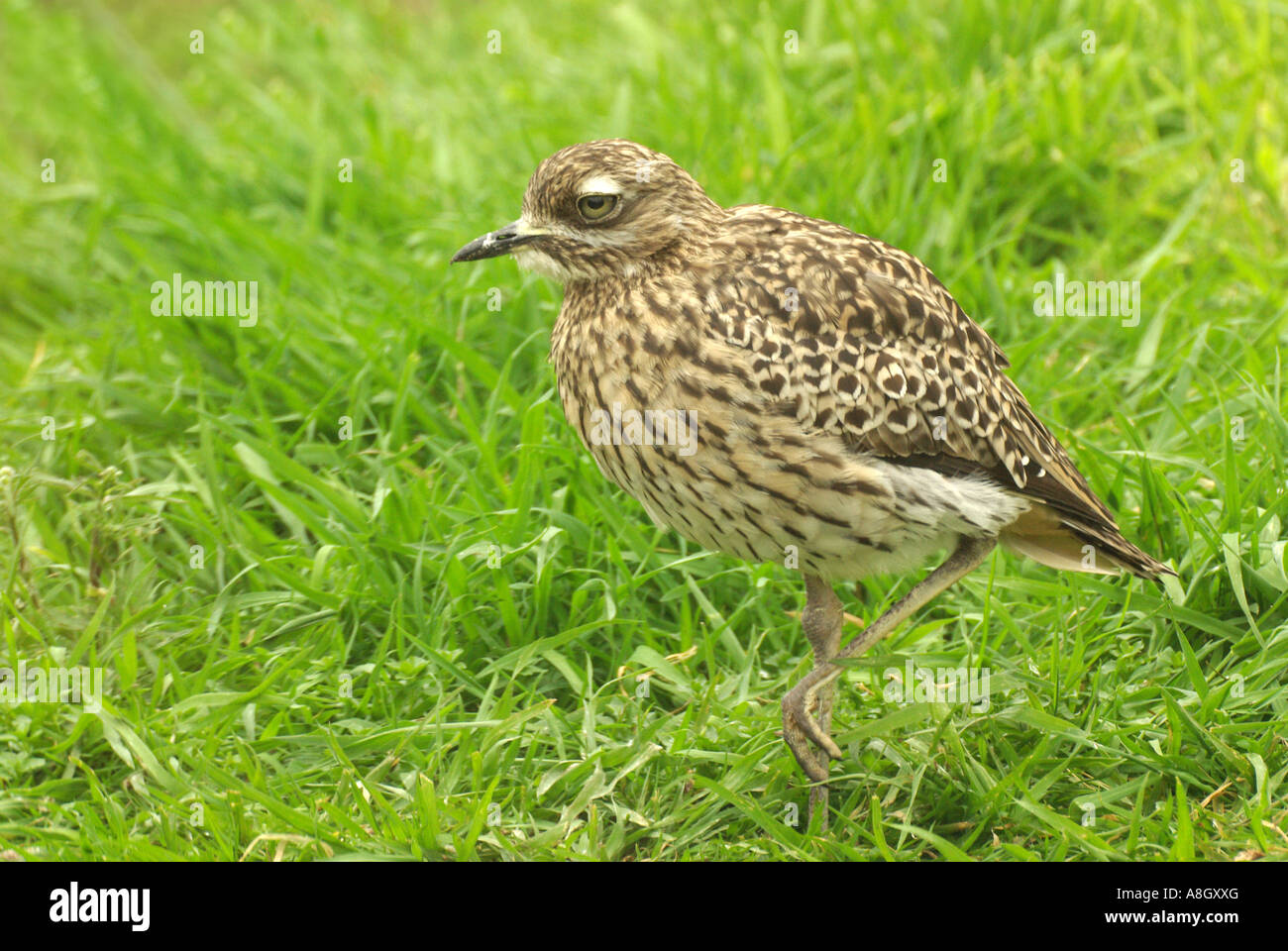 Oedicnème criard, Burhinus bistriatus. Banque D'Images