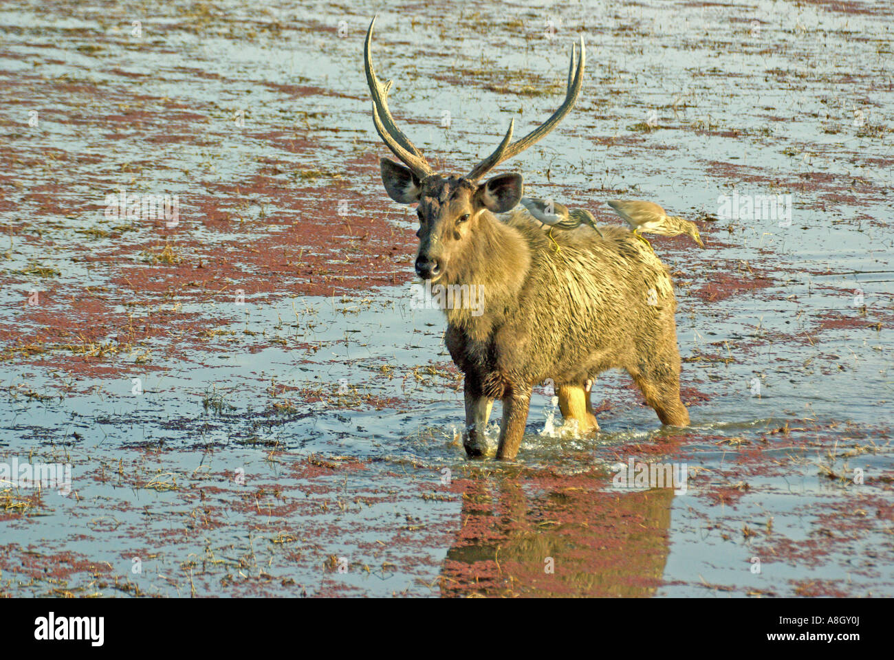 Stag cerf Sambar, Cervus unicolor Banque D'Images