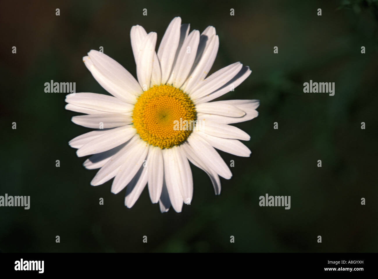 Seul oxeye daisy Leucanthemum vulgare MA Banque D'Images