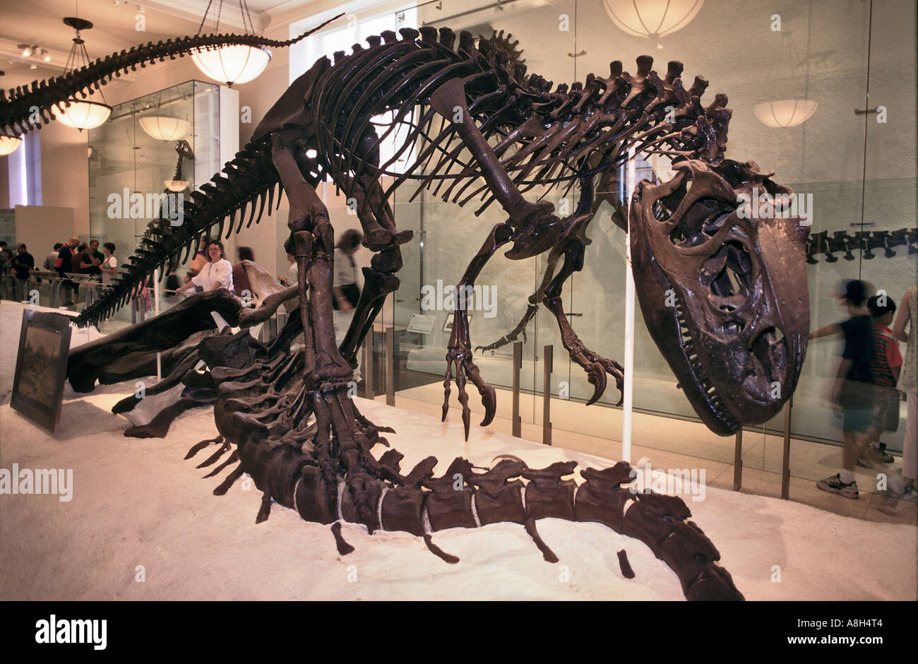 L'Allosaurus Skeleton Jurassique tardif en Amérique du Nord Banque D'Images