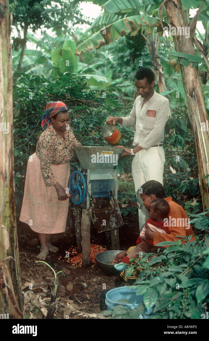 Les cerises de café de pâte à la main de la famille dans les petites plantations privées Kilimandjaro Tanzanie Banque D'Images