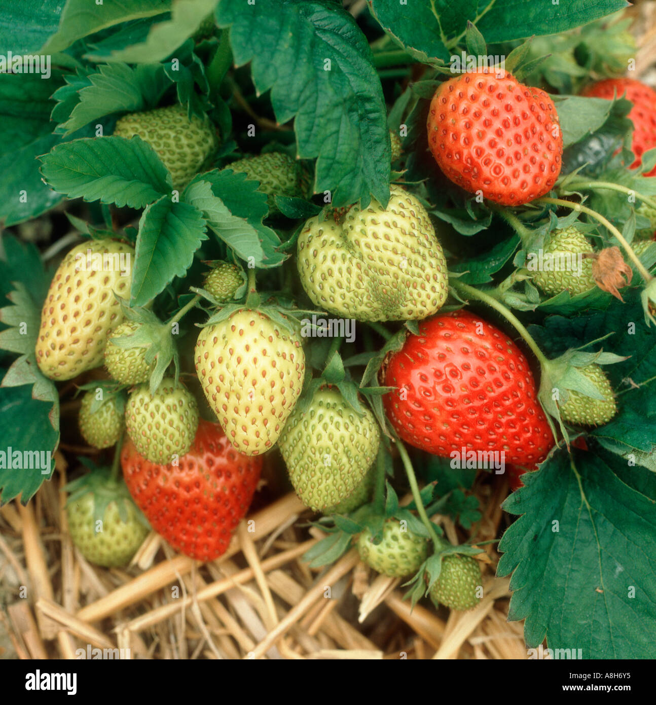 Rouge Vert venu le mûrissement des fruits fraise plus de paille et de polyéthylène noir Banque D'Images