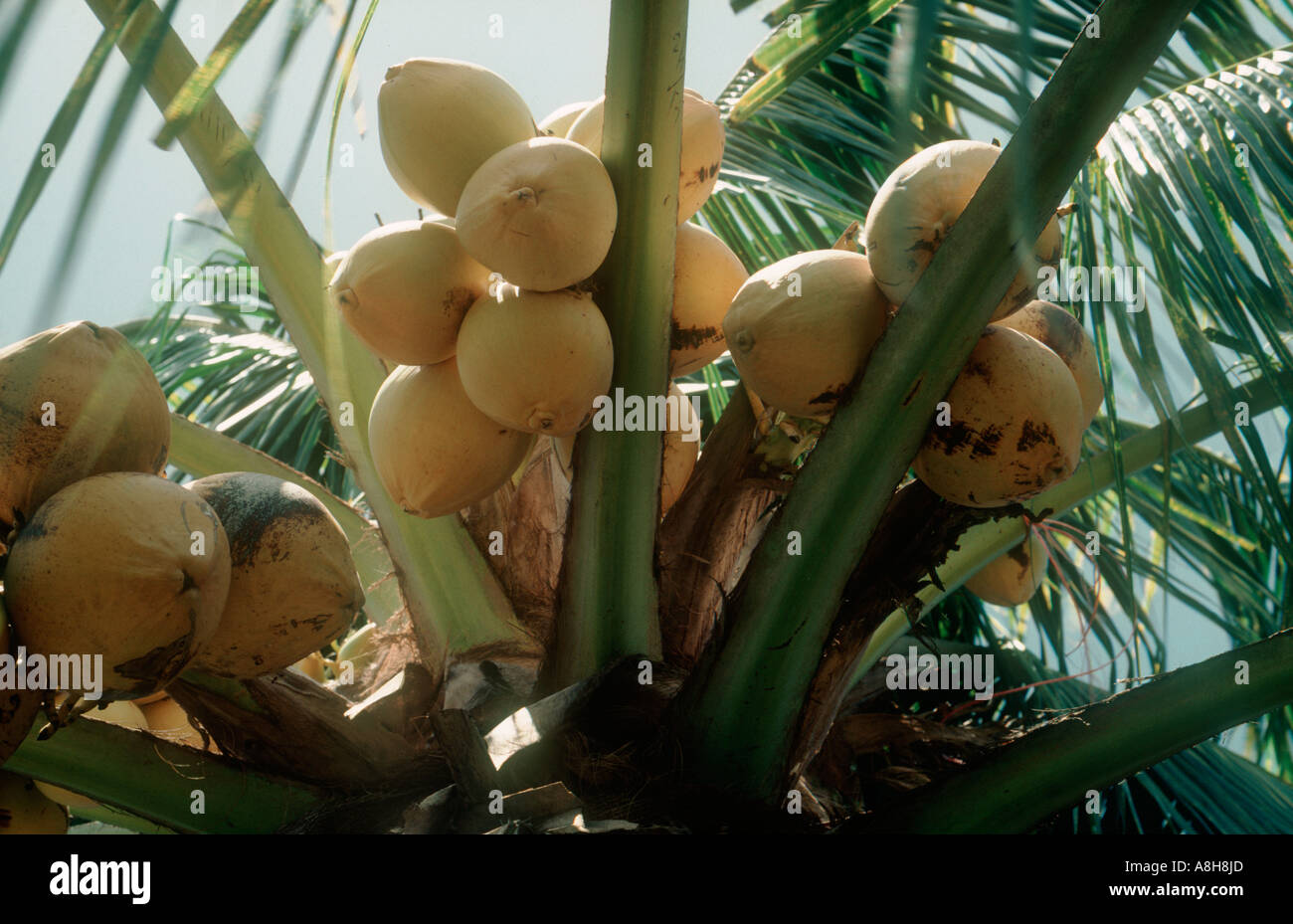 Fruit mûr sur un coco nain hybride Thaïlande Banque D'Images