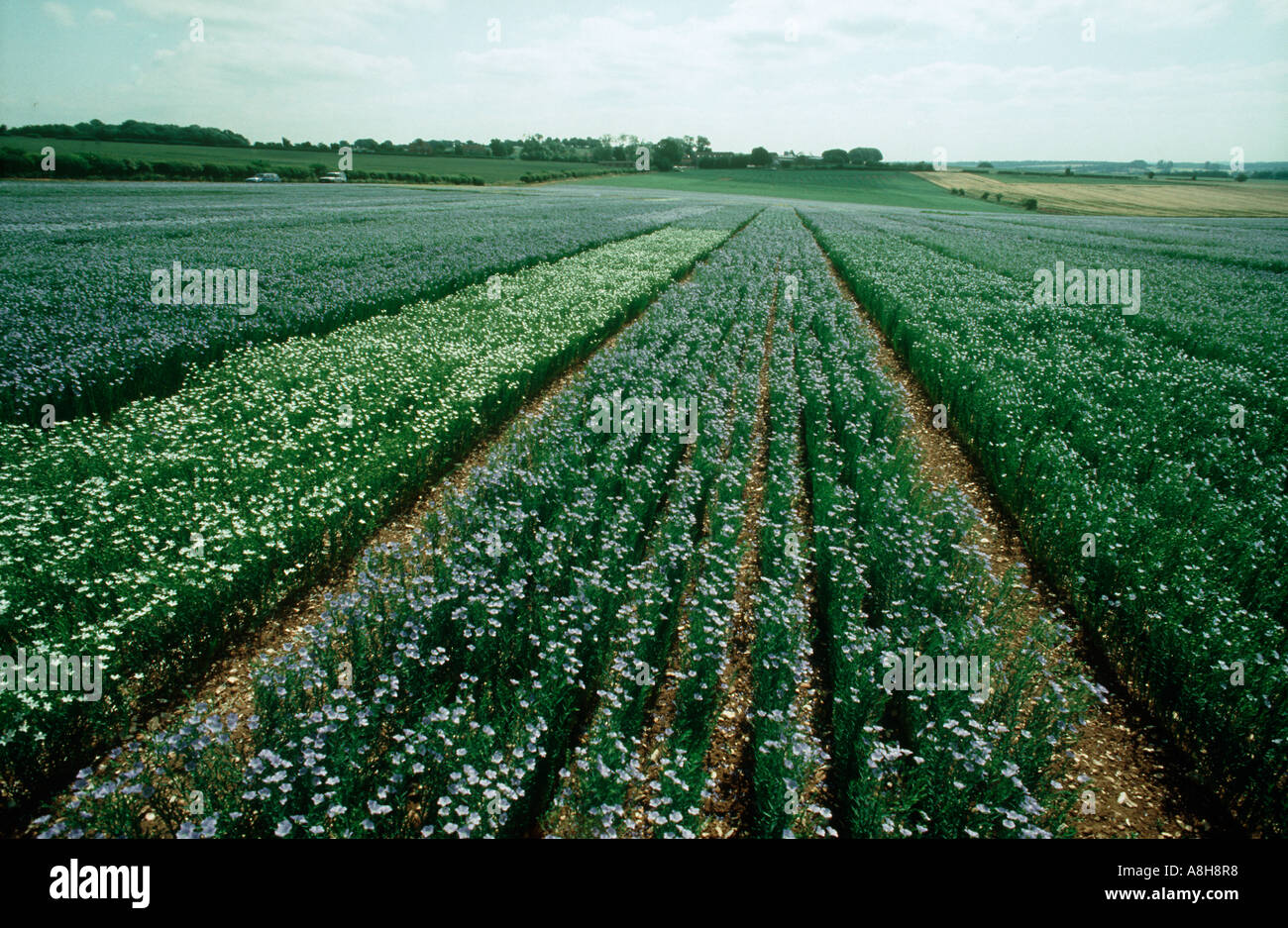 Essai de variétés de l'amélioration des plantes avec les cultures de lin, en pleine floraison Banque D'Images