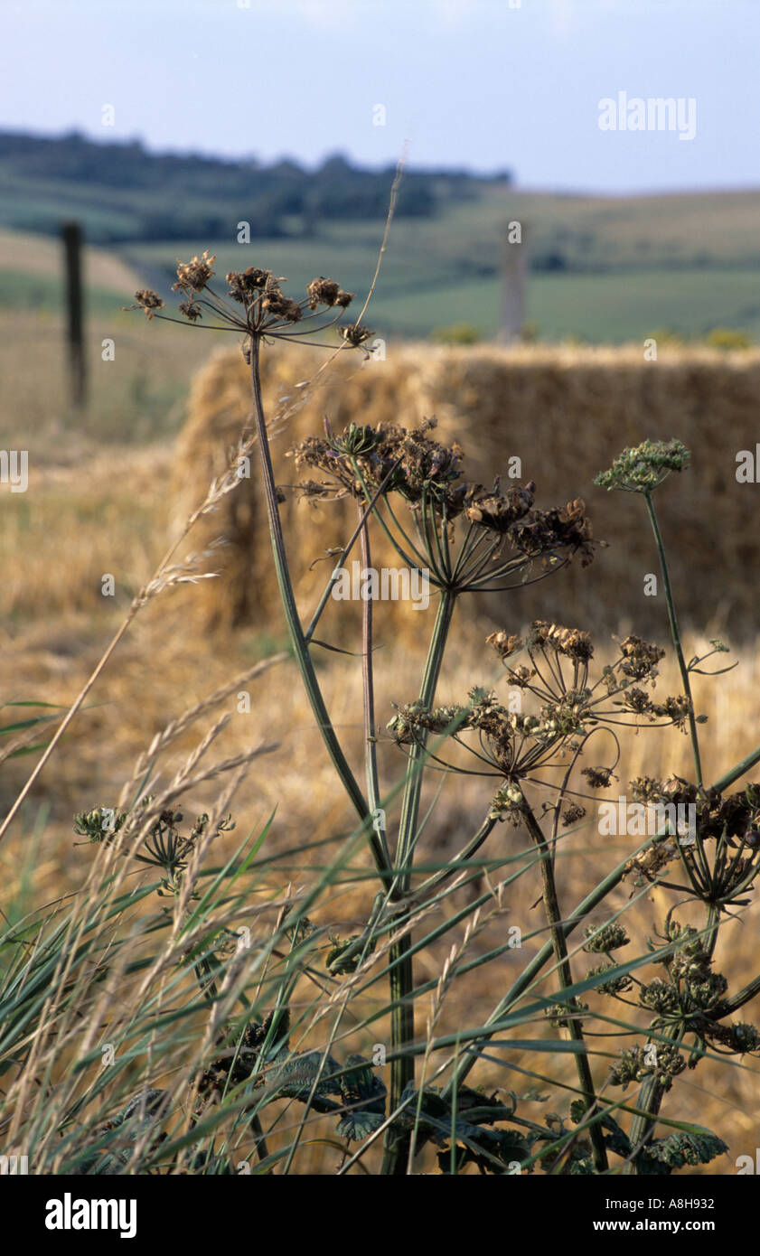 COW PARSLEY SEEDS Automne cow parsley champs de chaume Banque D'Images