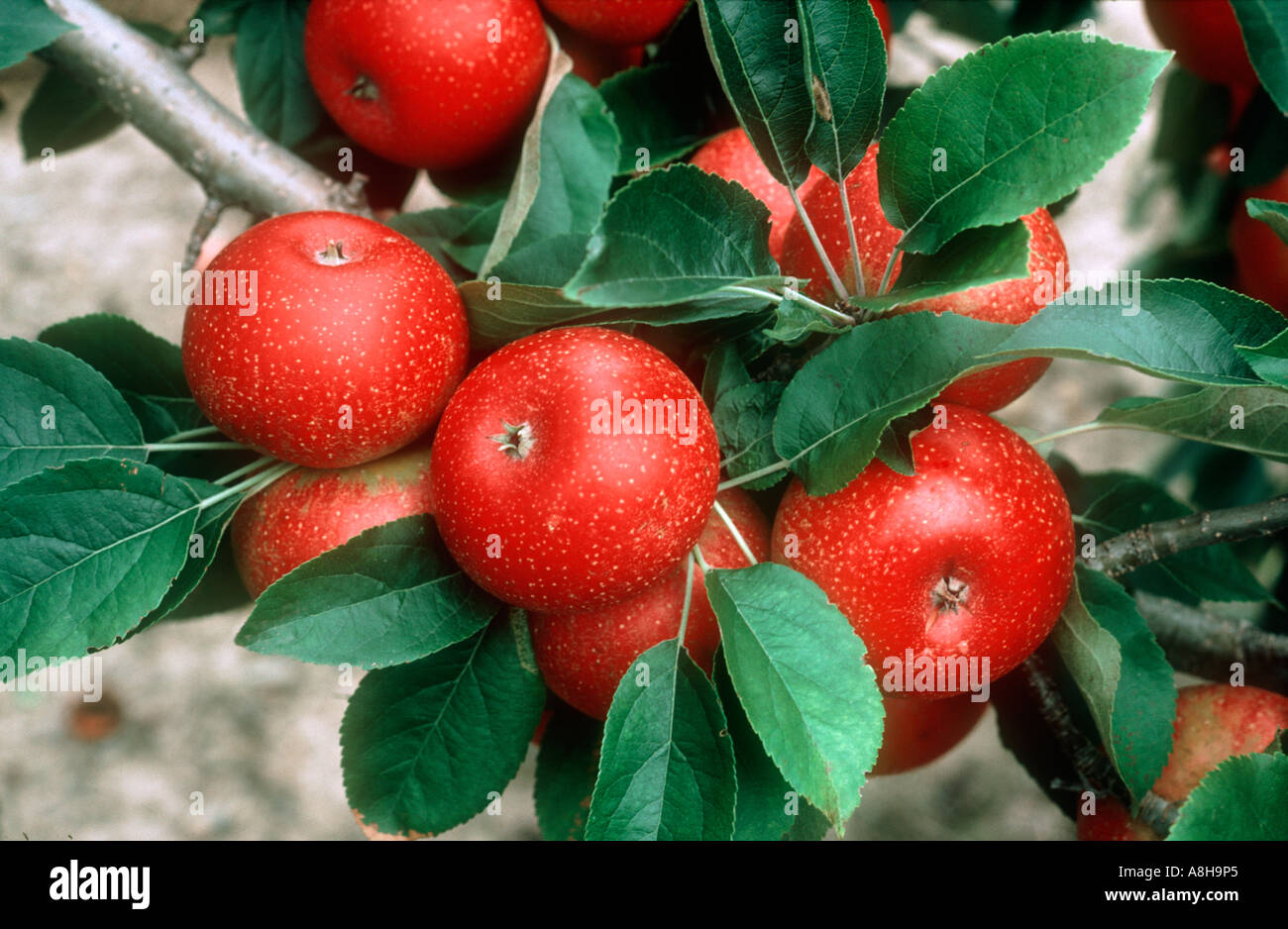 Pommes rouges lumineux sur les arbres dans le cadre d'un programme d'amélioration des plantes USA Banque D'Images