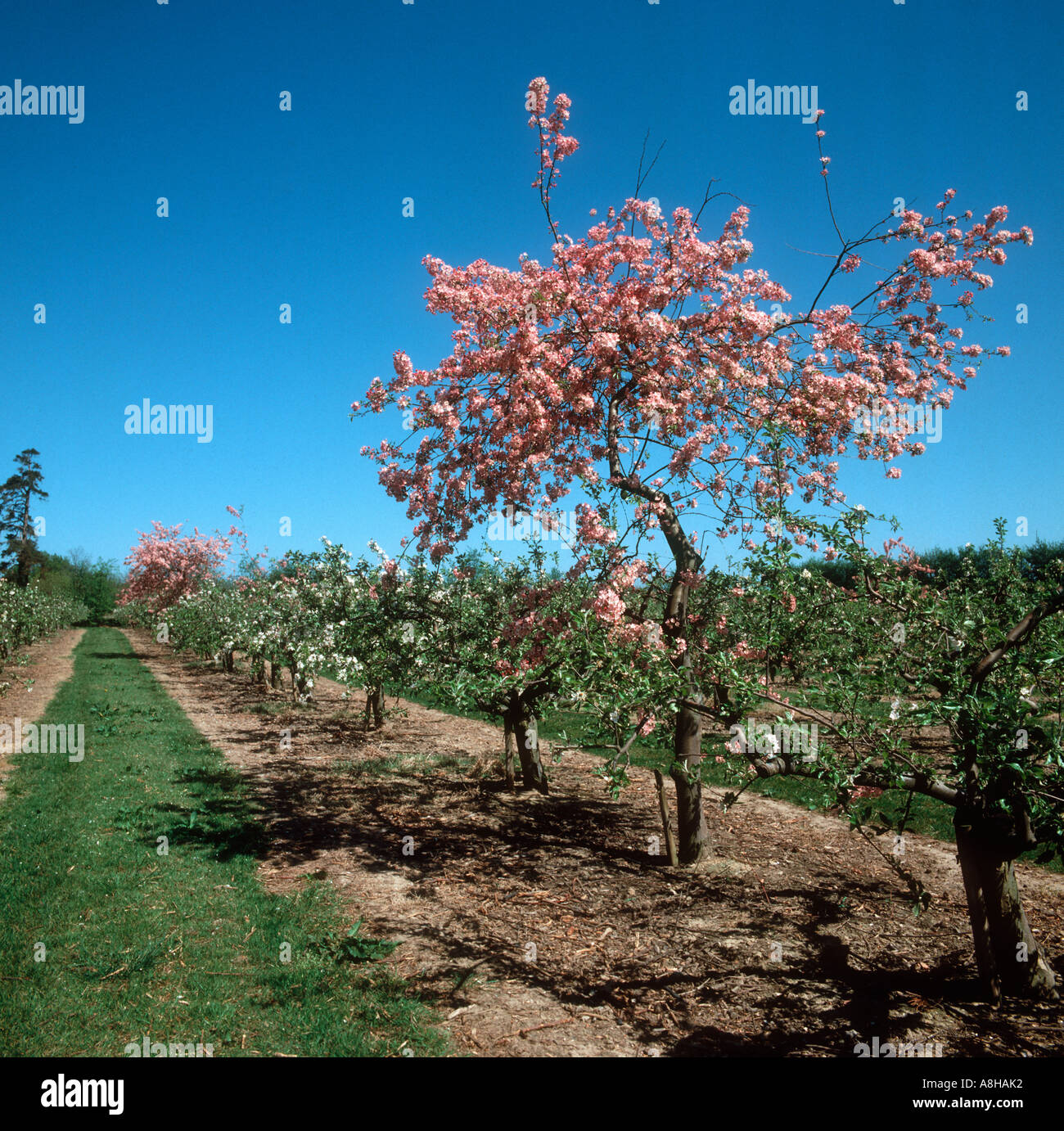 Fleur rose dans la floraison des pollinisateurs apple apple orchard Kent Banque D'Images