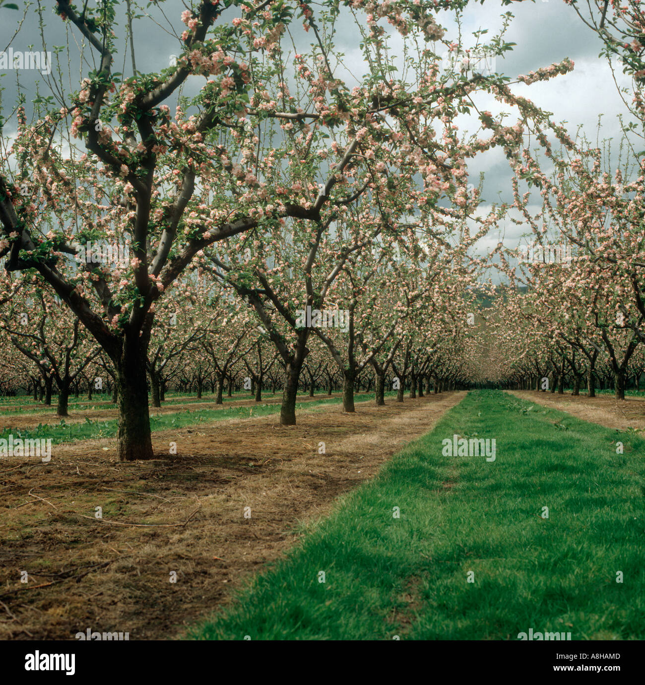 Malus communis pomme floraison des arbres dans un verger Banque D'Images
