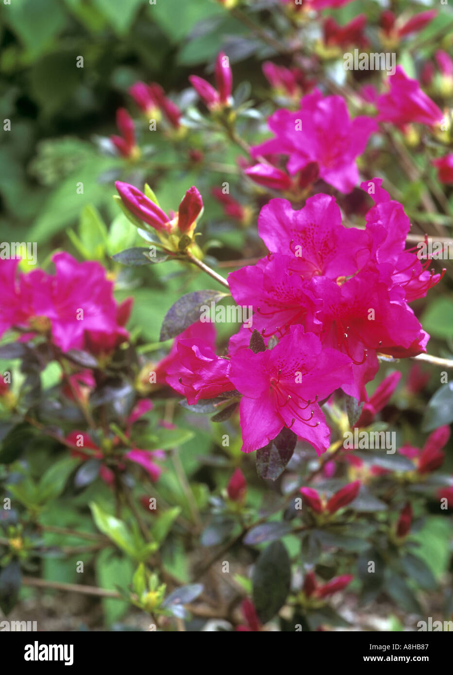 Azalea japonica Blue Danube Banque D'Images