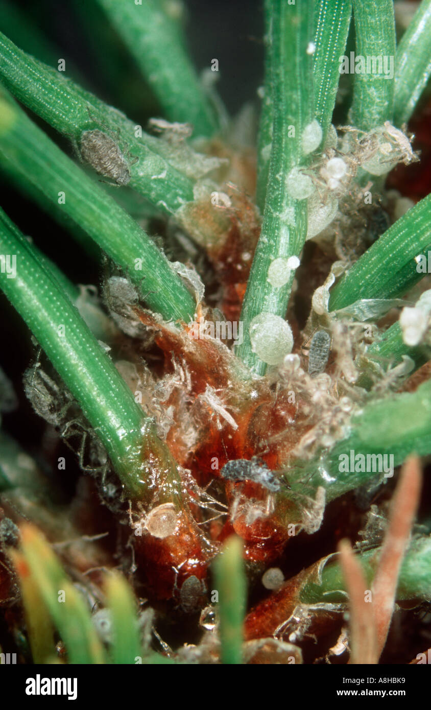 Puceron Eulachnus rileyi d'aiguilles de pin et la sécrétion sur les aiguilles de pin sylvestre Banque D'Images