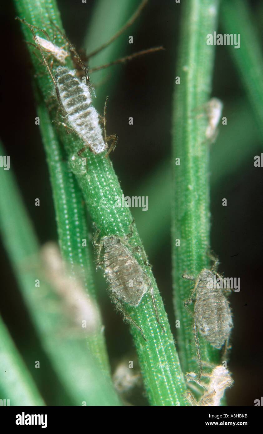 Les pucerons Eulachnus rileyi aiguilles de pin sur les aiguilles de pin sylvestre Banque D'Images