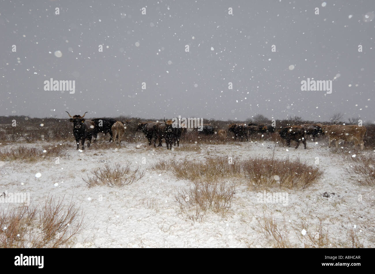 Bovins Heck groupe in winter landscape Banque D'Images