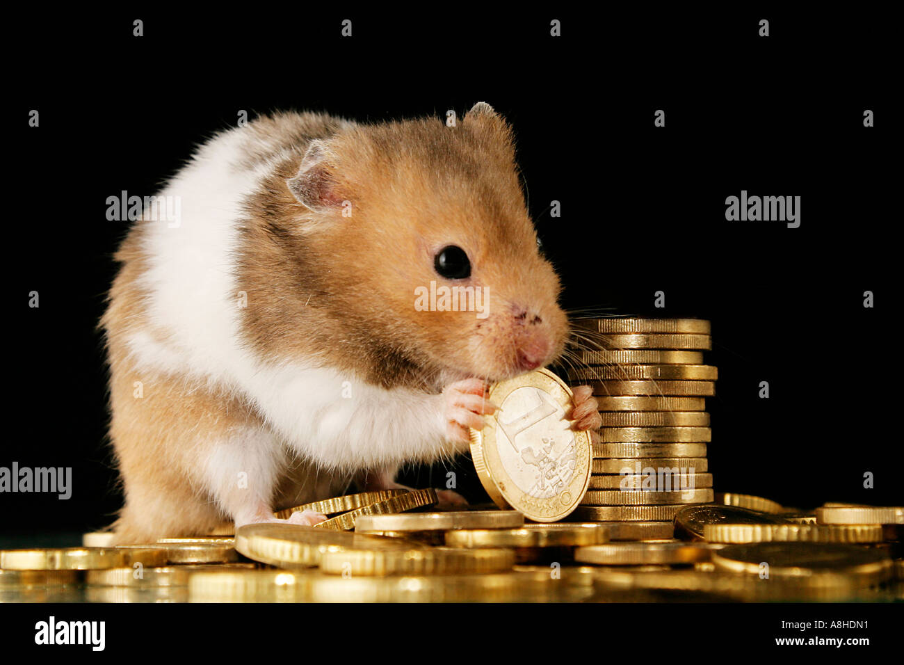 Hamster doré avec des euros Banque D'Images