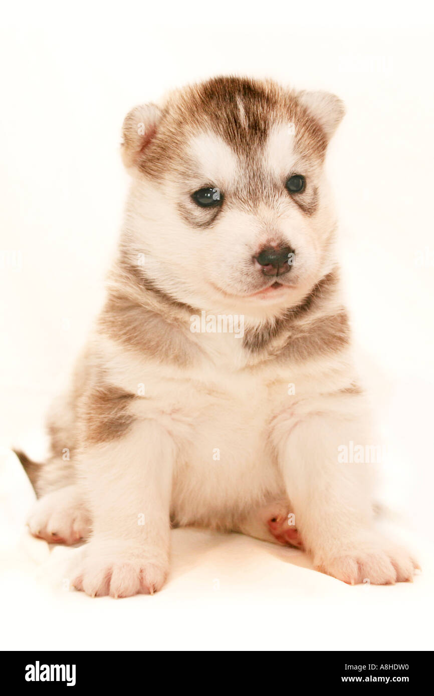 Chiots Husky Banque D'Images