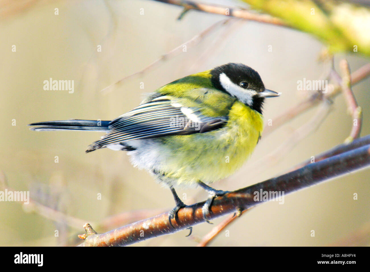 Grande Mésange bicolore (Parus major) Banque D'Images