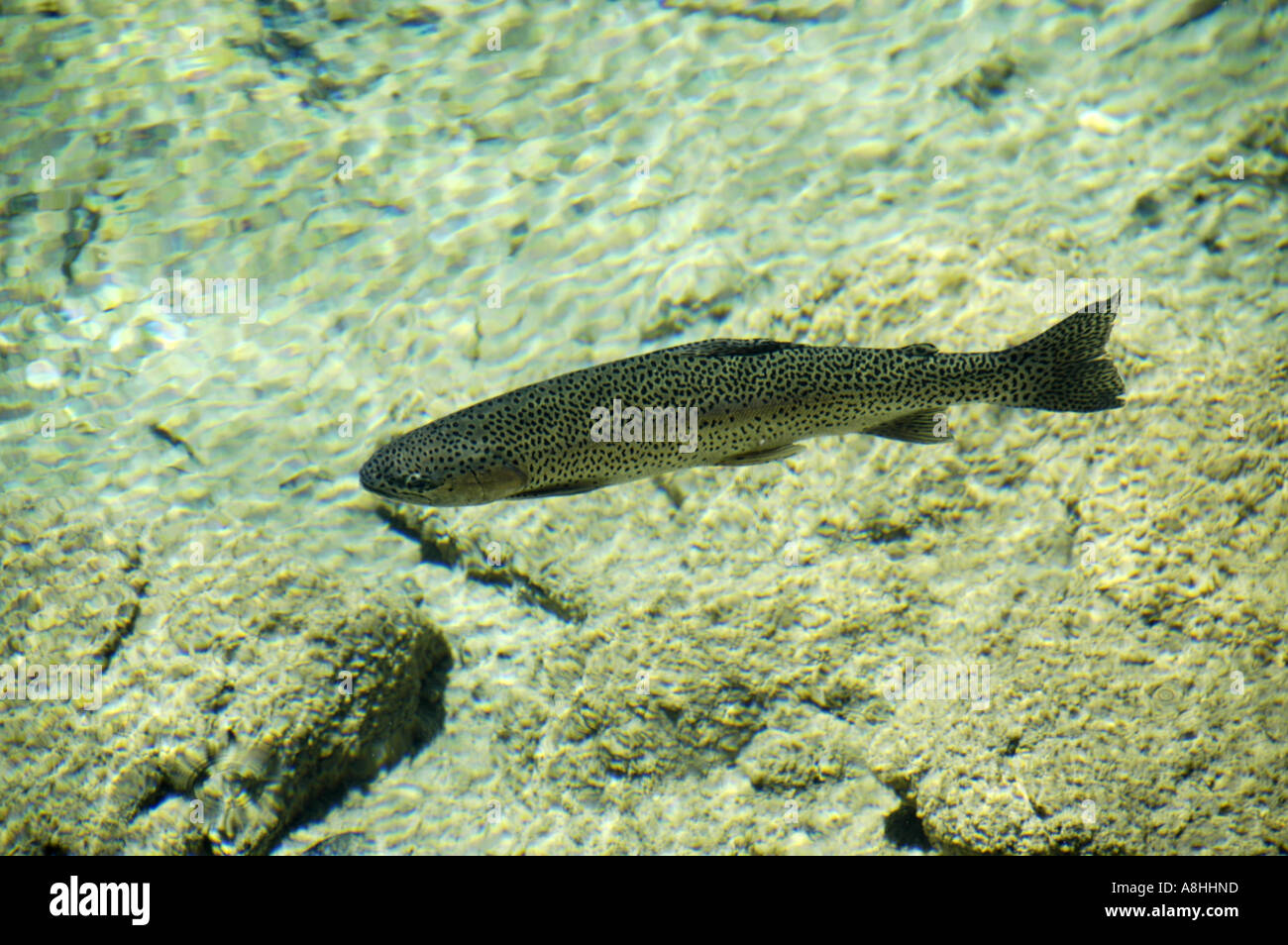 La truite poisson nage dans l'eau claire d'avatars d'un lac Badersee Grainau Haute-bavière Allemagne Banque D'Images