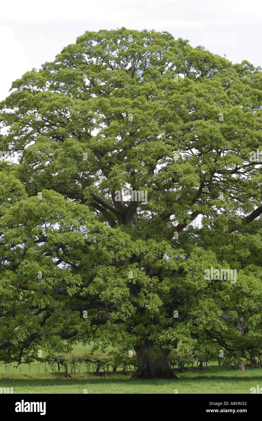 Arbre de chêne en été Banque D'Images