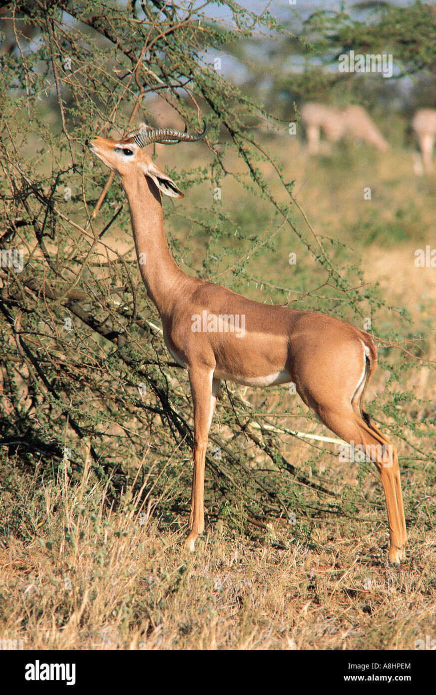 Alimentation mâle Gerenuk Acacia sur Samburu National Reserve Kenya bush Banque D'Images