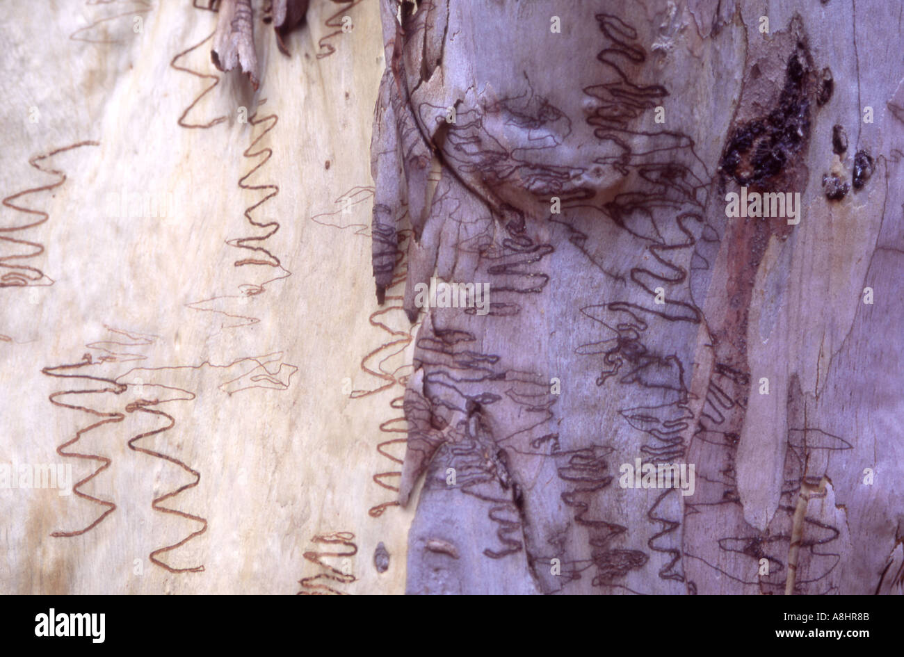 Résumé détail Scribbly gum Eucalyptus haemastoma Australie montrant les larves de la caractéristique marque terrier Banque D'Images