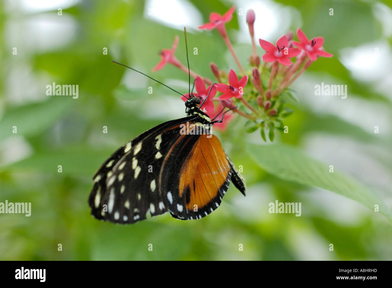 Heliconius ismenius, suggling suggling Heliconiinae nectar Nectar d'une fleur rouge Banque D'Images