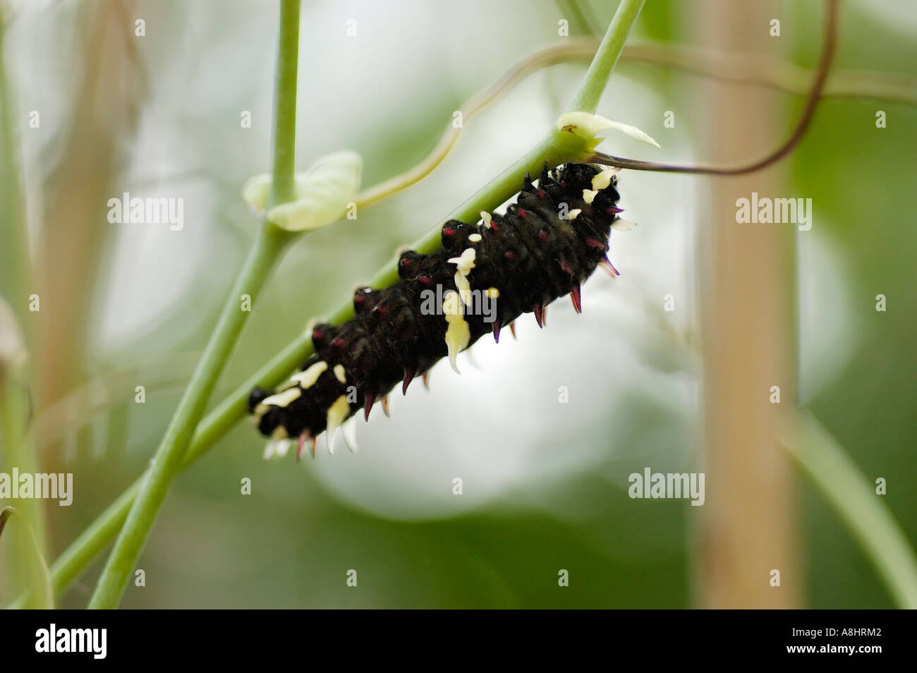 Caterpillar noir et blanc d'un papillon d'escalade sur une plante Banque D'Images