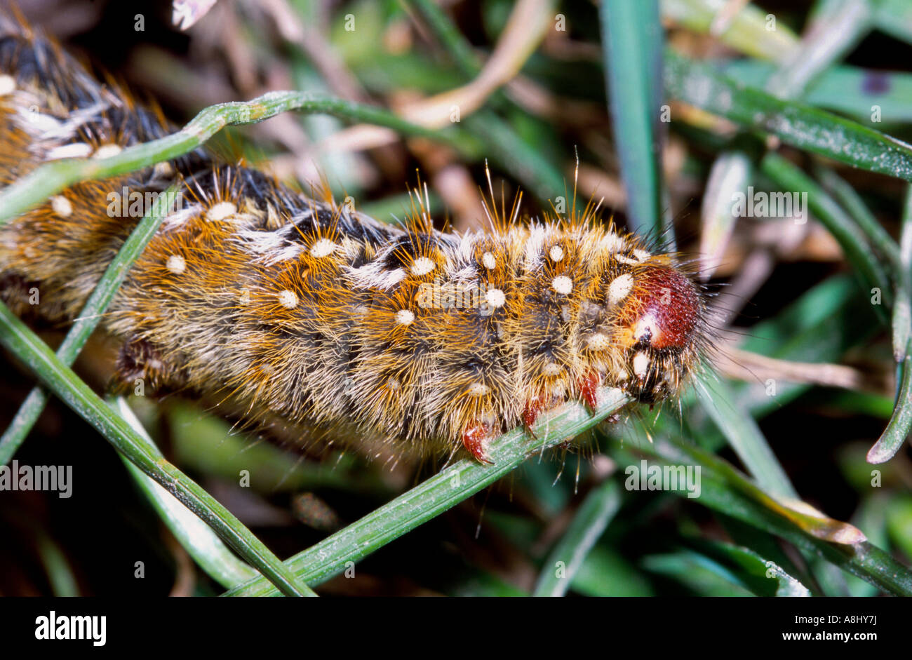 Chenille velue mange de l'herbe Banque D'Images