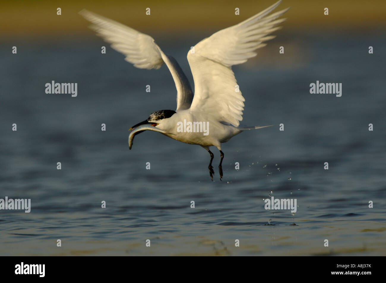 Oiseau en vol au-dessus de l'eau oiseaux sterne caugek Sterna sandvicensis Banque D'Images