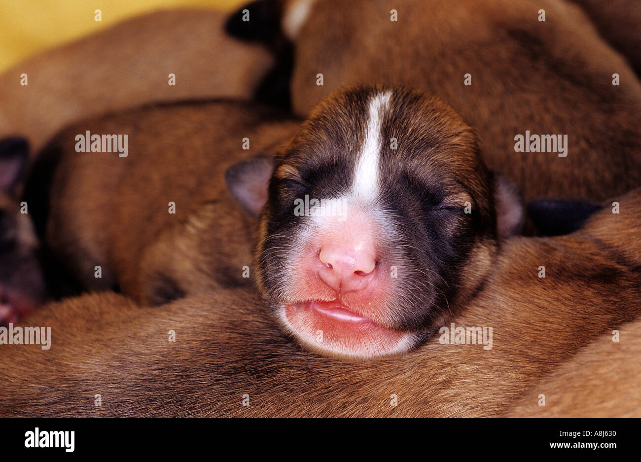 Naissance : moitié chien chiots deux journées à dormir les uns sur les autres Banque D'Images