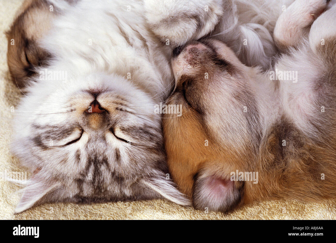 Naissance : moitié chien chiot de race se pelotonnant dans trois semaines avec cat kitten Banque D'Images