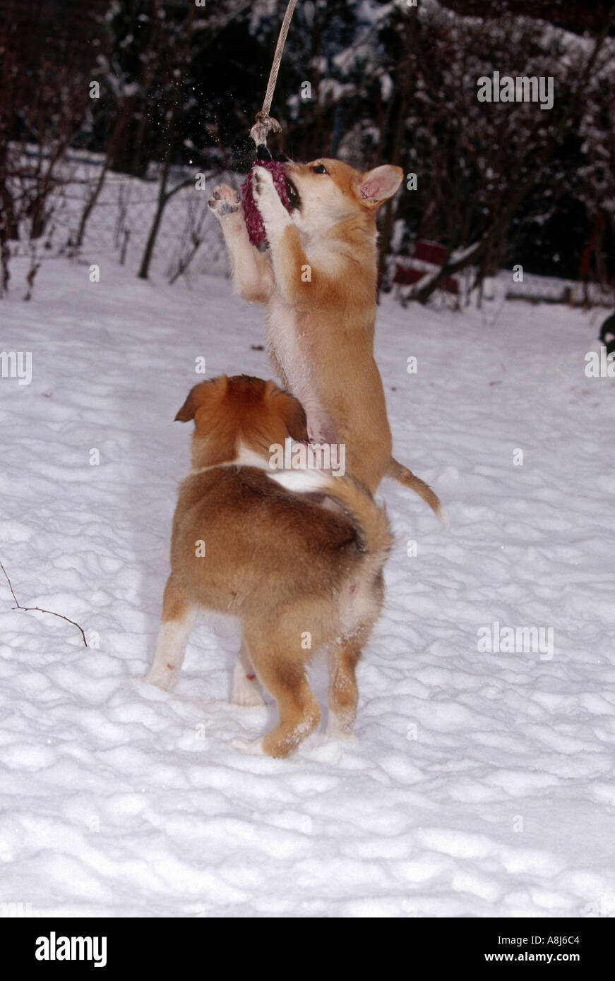 Naissance : deux demi-chien chiots 9 semaines 1/2 jouant avec retour en hiver Banque D'Images