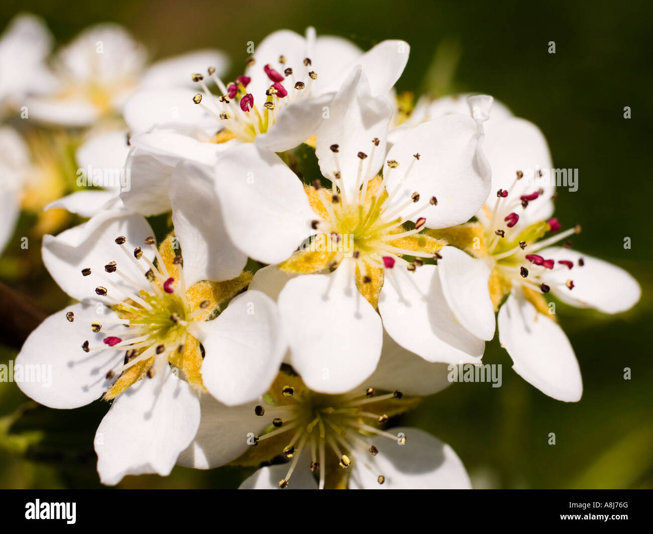 Fleur de cerisier sauvage, Prunus avium, au printemps UK Banque D'Images