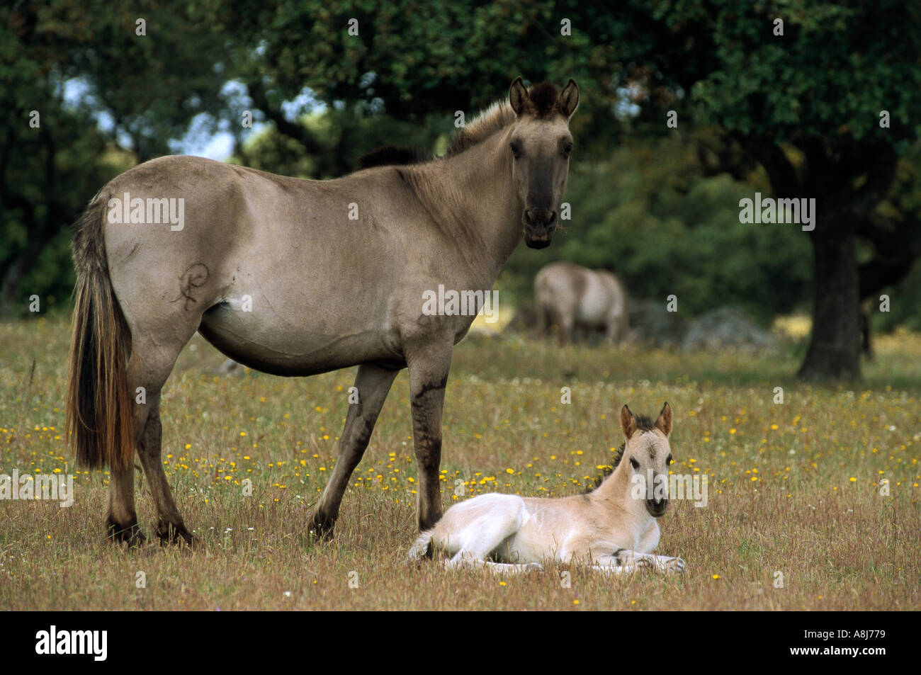 Cheval Sorraia - mare avec poulain Banque D'Images