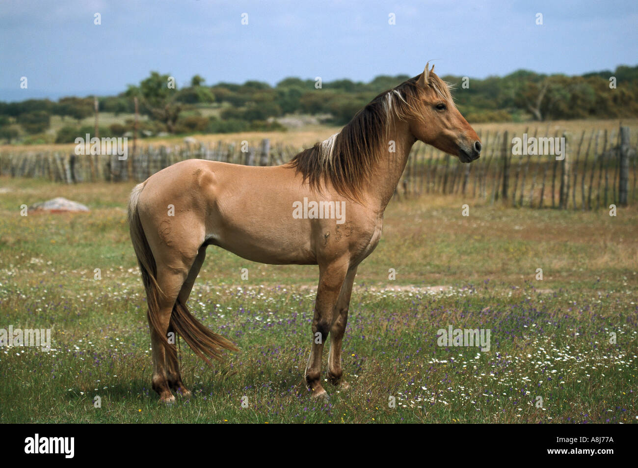 Cheval Sorraia - standing on meadow Banque D'Images