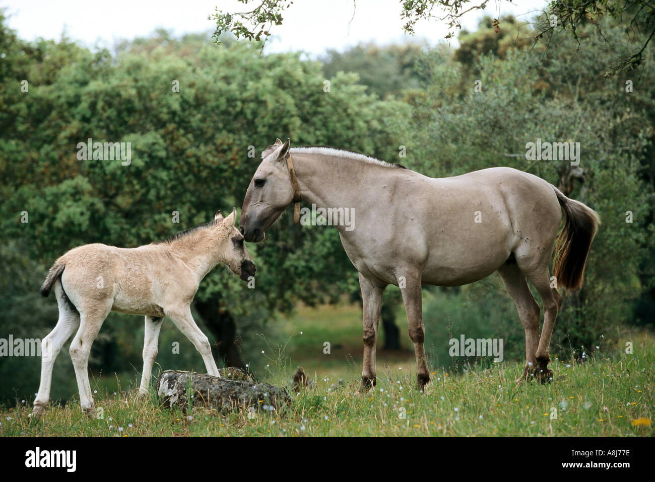 Cheval Sorraia - mare avec poulain Banque D'Images