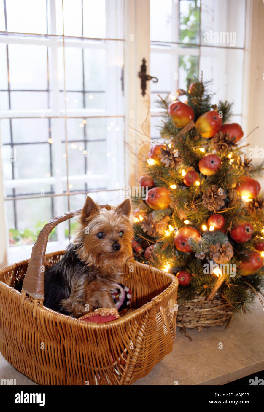 Le chien dans son panier par l'arbre de Noël de la famille Banque D'Images