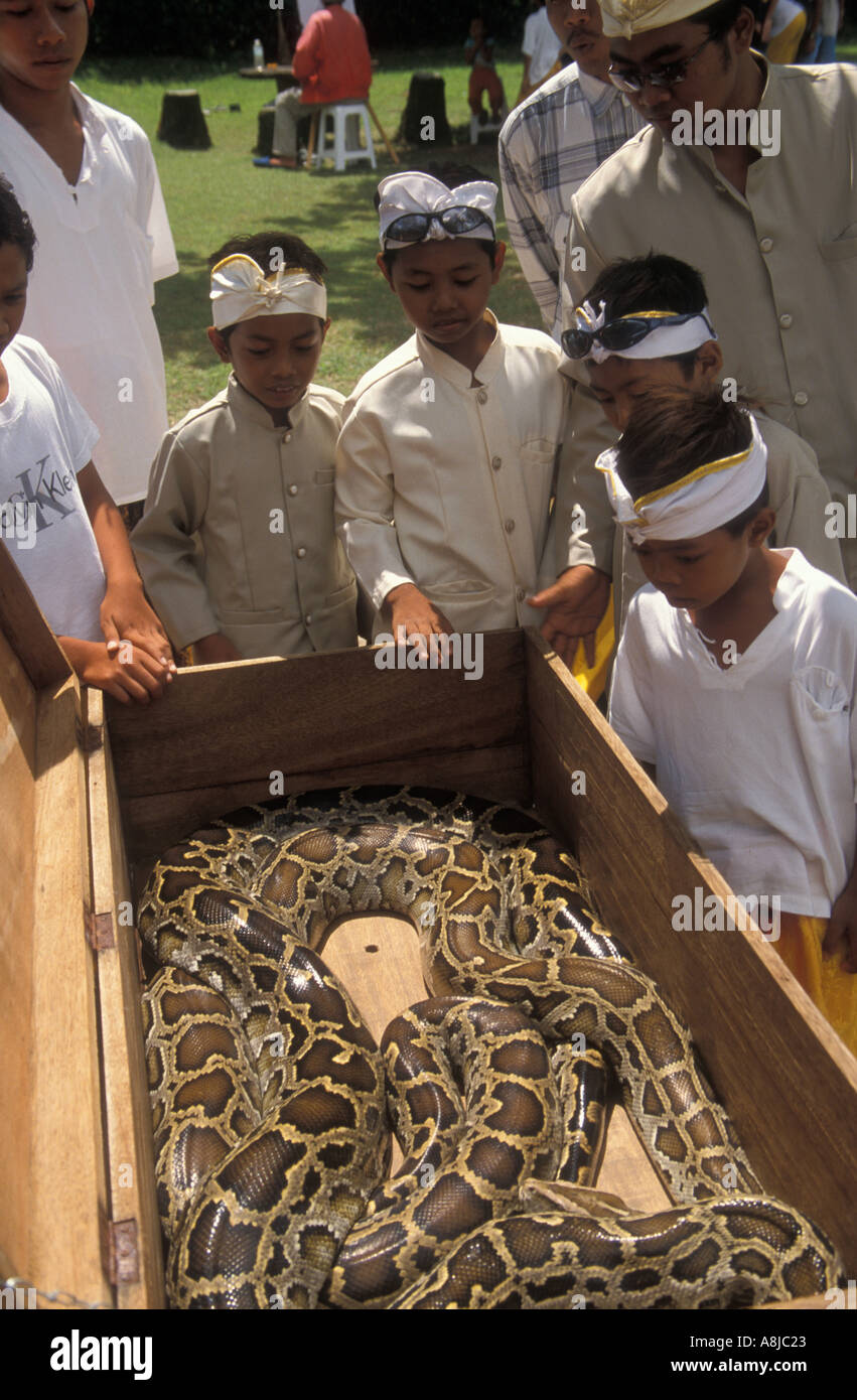 Ecoliers balinais de toucher un serpent géant au parc animalier à Ubud Bali INDONÉSIE Banque D'Images