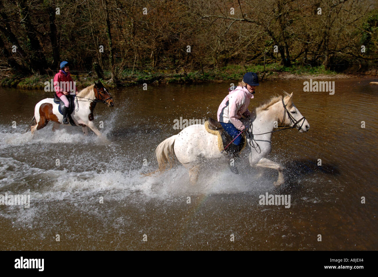 Le galop des chevaux dans de l'eau à Moreton in Dorset UK Grande-Bretagne Banque D'Images