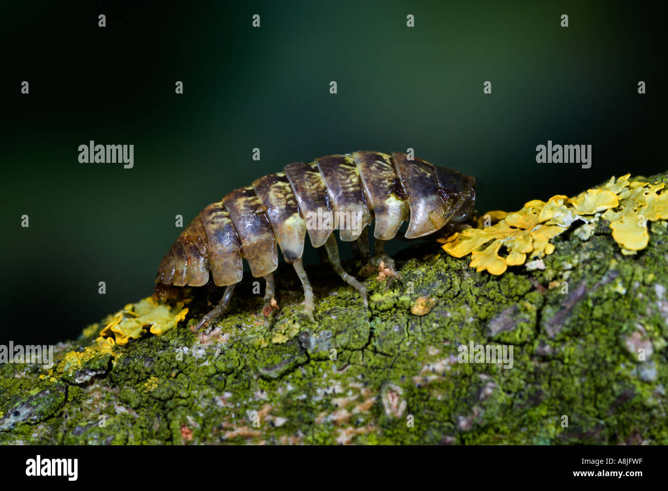 Comprimé commun cloporte Armadillidium vulgare couverts de lichens potton brindille bedfordshire Banque D'Images